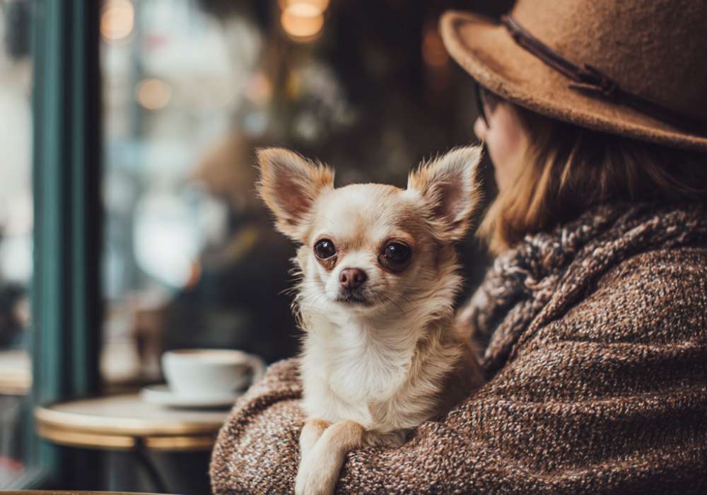 Chihuahua dog cafe Edinburgh