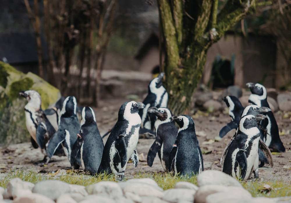 Edinburgh Zoo