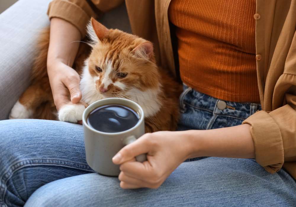 cat cafe edinburgh