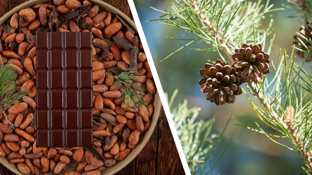 Scots Pine Chocolate