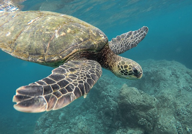 Sea turtle swimming