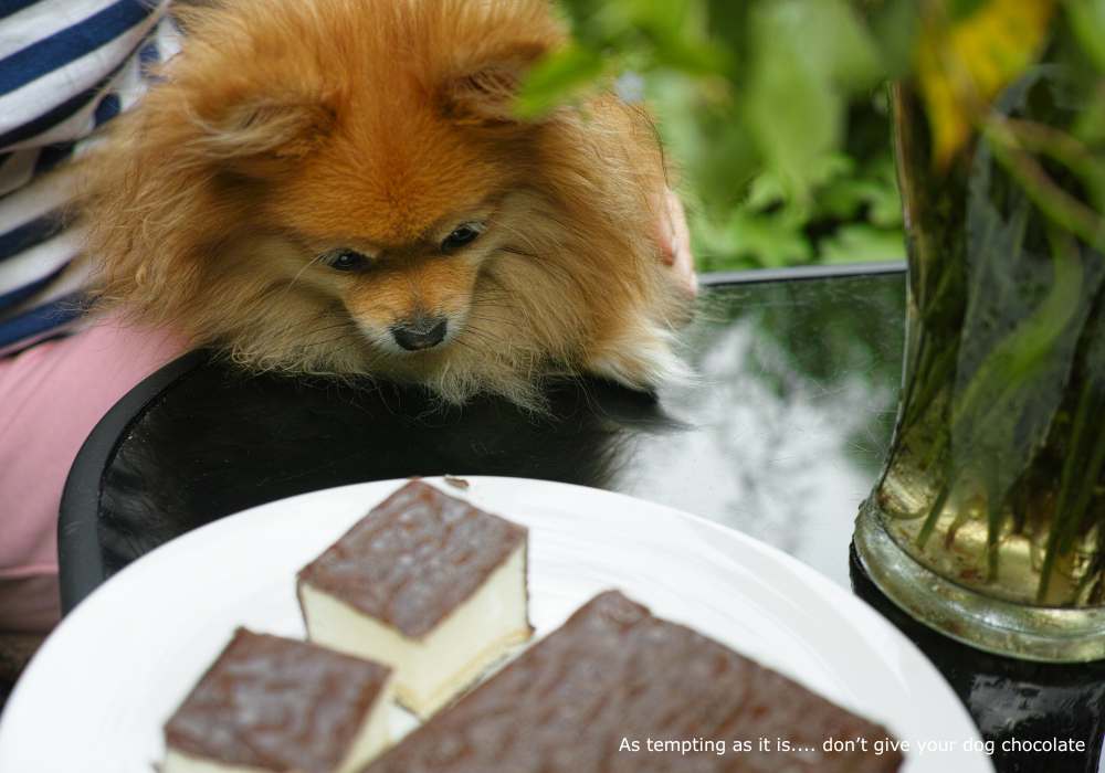 As tempting as it is.... don’t give your dog chocolate