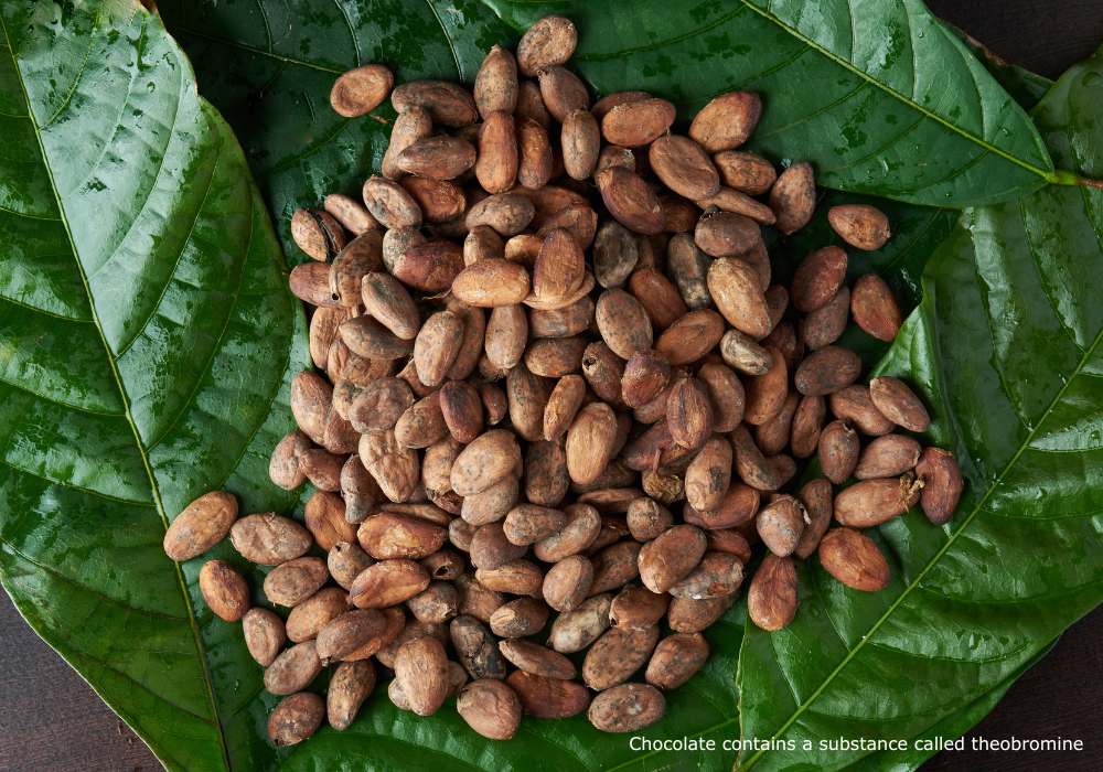 Chocolate contains a substance called theobromine