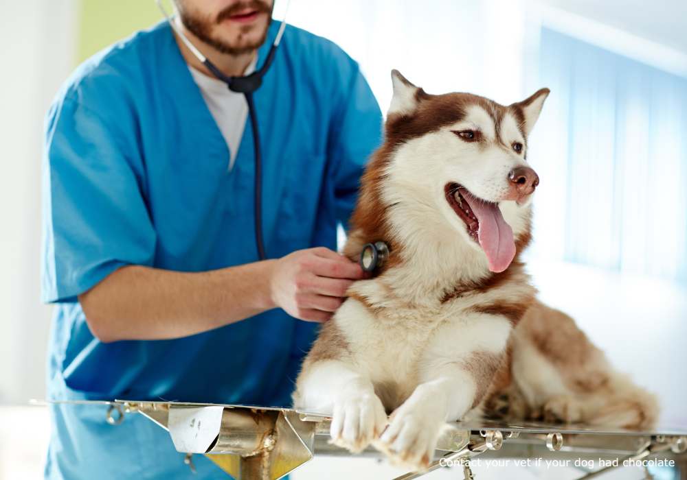 Contact your vet if your dog had chocolate