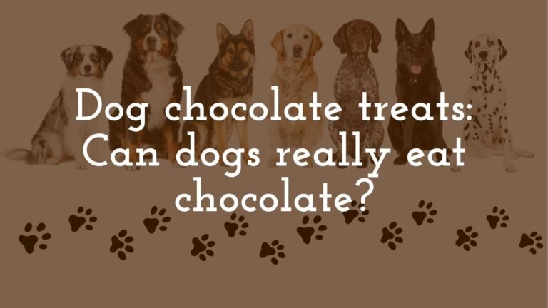 Dog chocolate treats Can dogs really eat chocolate