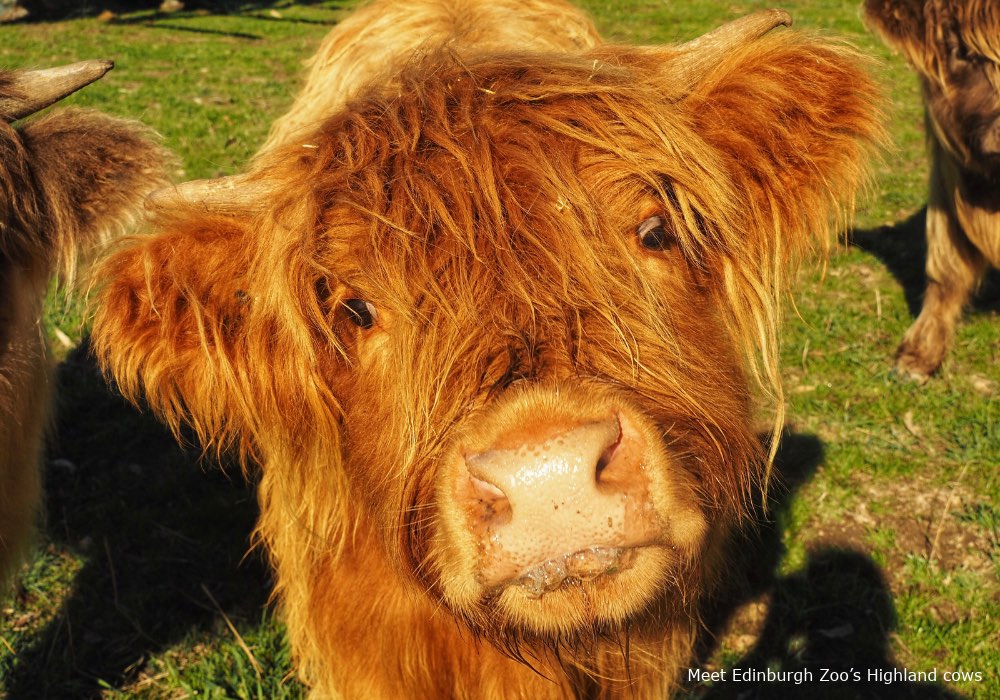 Meet Edinburgh Zoo’s Highland cows